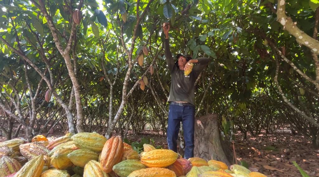 Produtores de Rondônia participam de missão técnica no Pará e conquistam 2º e 3º lugares como melhor cacau do Brasil